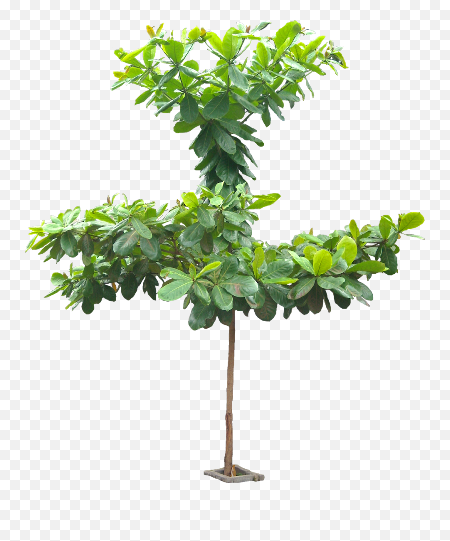 Png Images - Terminalia Catappa Talisay Tree,Free Tree Png