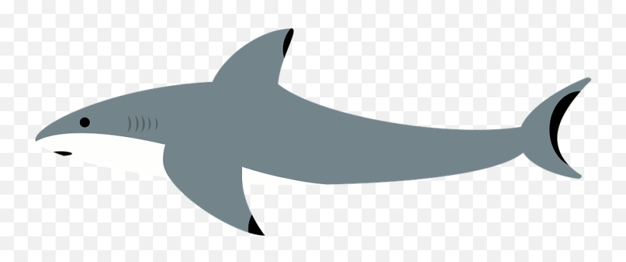 Shark Sea Water - Free Image On Pixabay Tipos De Tubarões Png,Sharks Png