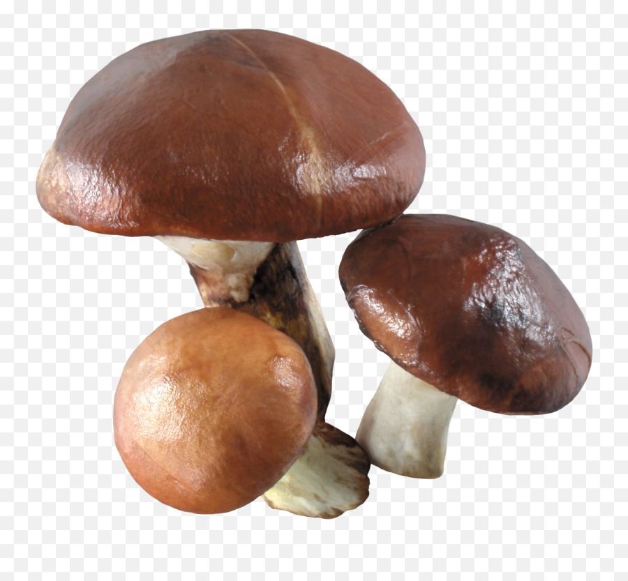 Mushroom Png Image - Mushroom White Background,Mushroom Png