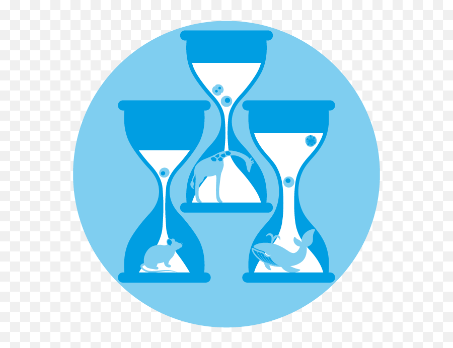 Rayon Lab U2013 Comparative Stem Cell Dynamics Png Hourglass Icon Vector