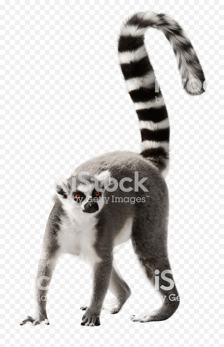 Index Of Wp - Contentuploadsbackup201907 Lemur Na Biaym Tle Png,Lemur Png