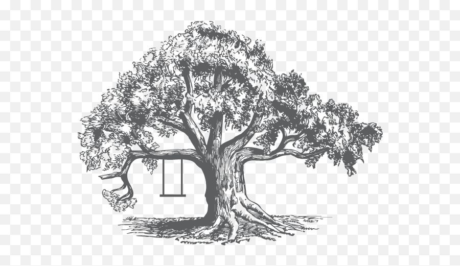 Tree - Illustration Sycamore Tree Sketch Png,Tree Illustration Png