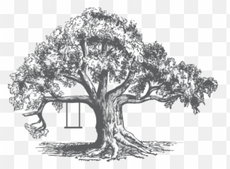 Tree - illustration Sycamore Tree Sketch png