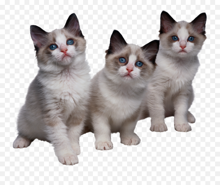 Download Cat Png Kittens