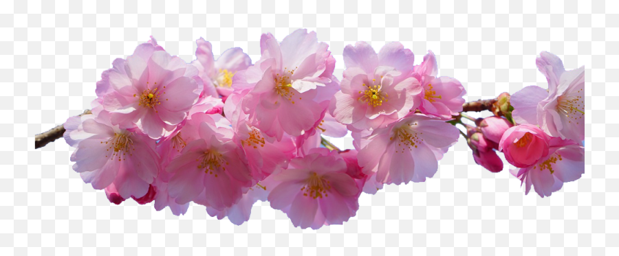 Pink Flowers Desktop Wallpaper Png Blossom