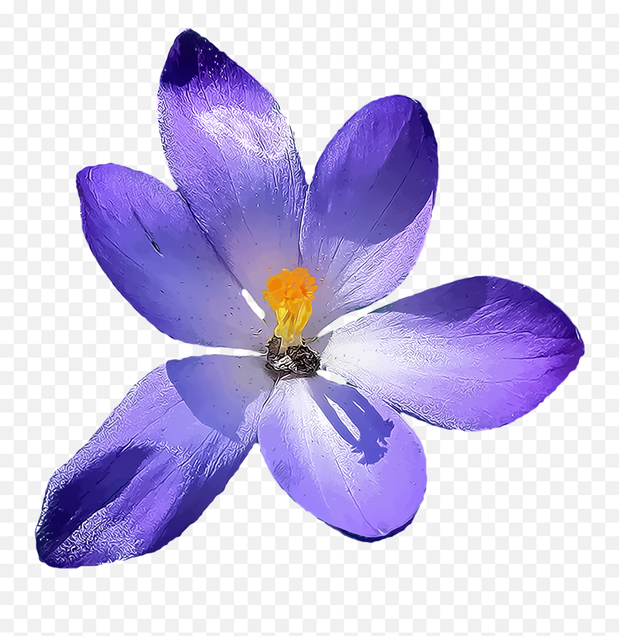 Crocus Flower Png - Free Image On Pixabay Png,Lily Flower Png