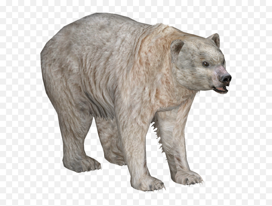 Download Spirit Bear - Wiki Png Image With No Background Grizzly Bear,Bear Transparent Background
