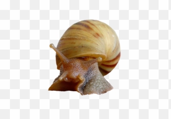 Snail Shell Molluscs - Moluscos Png,Snail Png