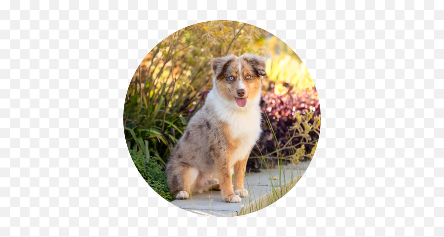 Paws And Play Studio San Francisco Bay Area Dog Photography - Australian Collie Png,Doggo Png