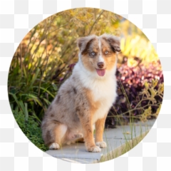 Paws And Play Studio San Francisco Bay Area Dog Photography - Australian Collie Png,Doggo Png