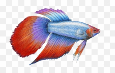 Alot Of Betta Fish Png Image - Betta Fish Transperent Background,Betta Fish Png