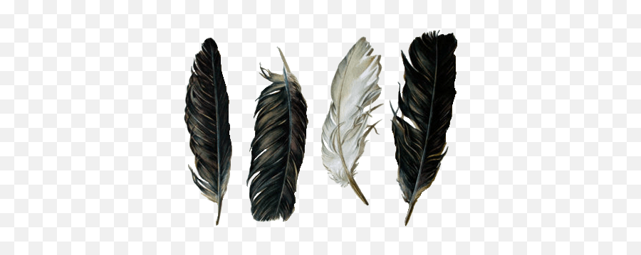 Feathers Png Image - Black And White Feathers Png,Black Feather Png