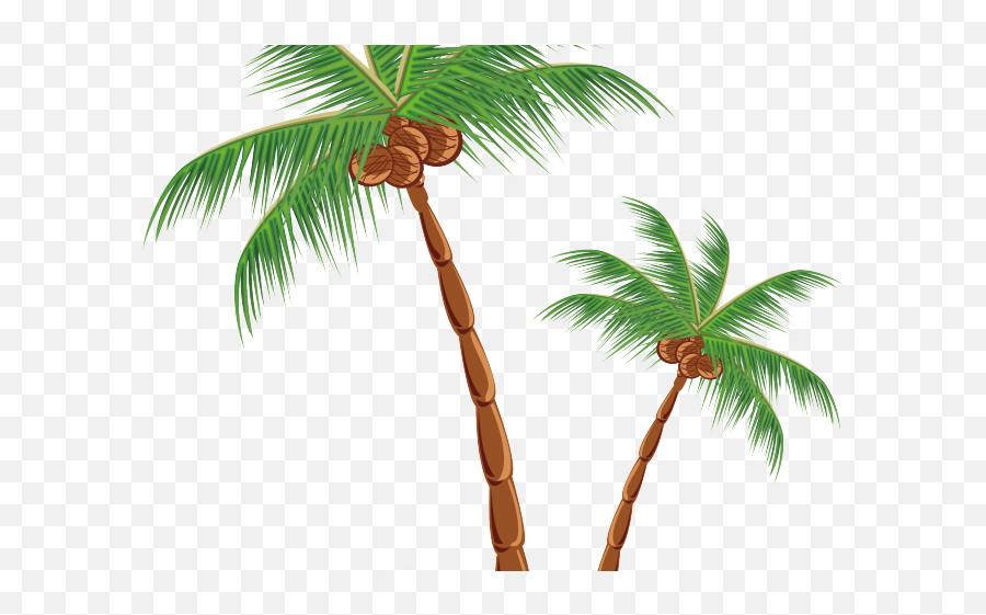 Plants Clipart Coconut Tree - Palm Tree With Coconuts Png,Coconut Tree Png