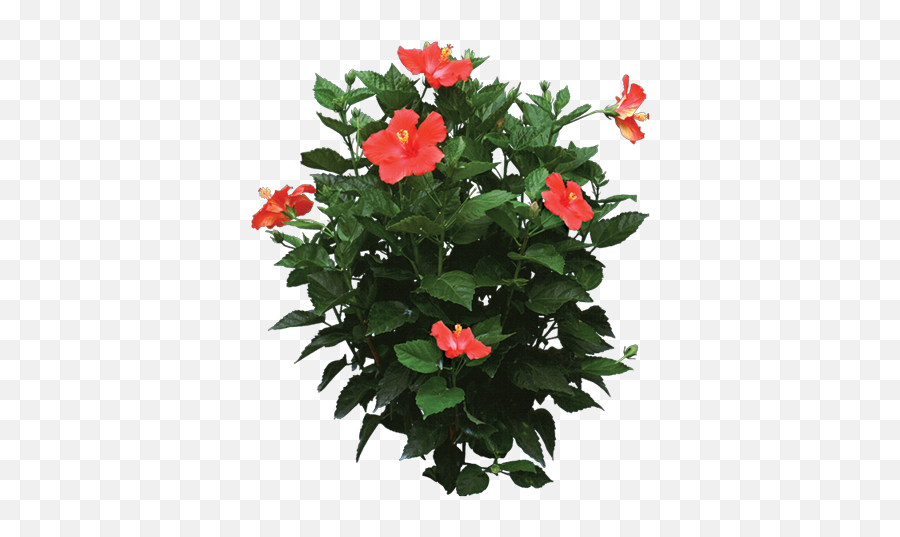Pin - Hibiscus Plant Png,Hibiscus Flower Png