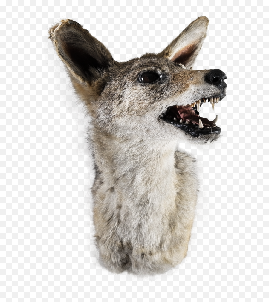 Download African Jackal Head Mount - Full Size Png Image Cat Yawns,Jackal Png