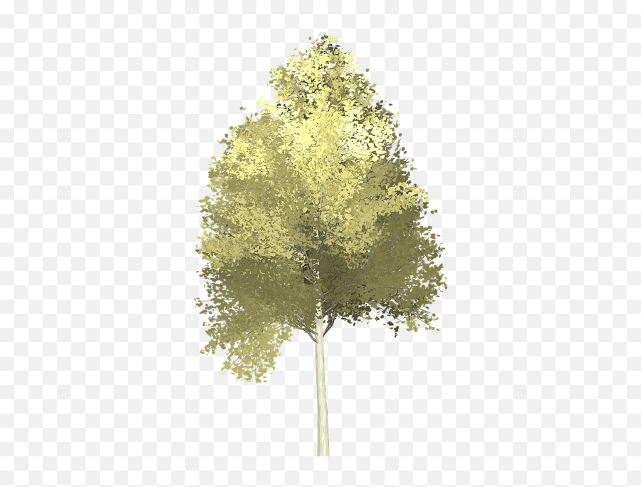Aspen Tree Clipart Png Transparent - Aspen Tree Transparent Background,Birch Tree Png