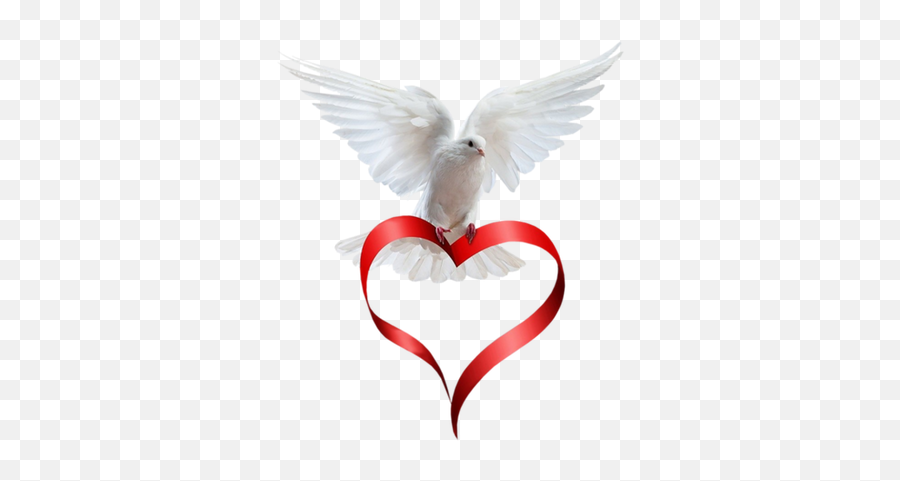 Dove Taube Oiseau Colombe Valentine Valentin Heart Coeur - Flying Dove With Red Heart Png,Coeur Png