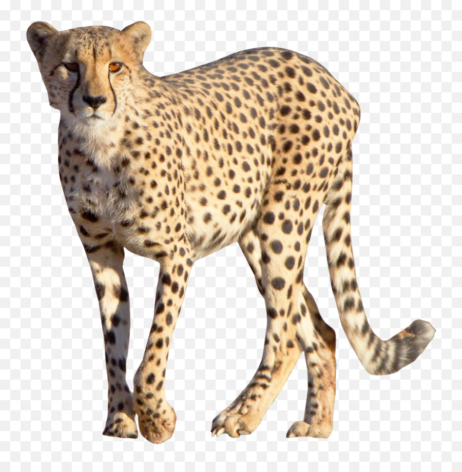 Cheetah Leopard - Cheetah Png,Cheetah Transparent