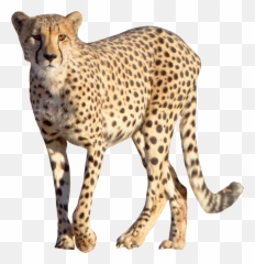 Cheetah Leopard - Cheetah Png,Cheetah Transparent