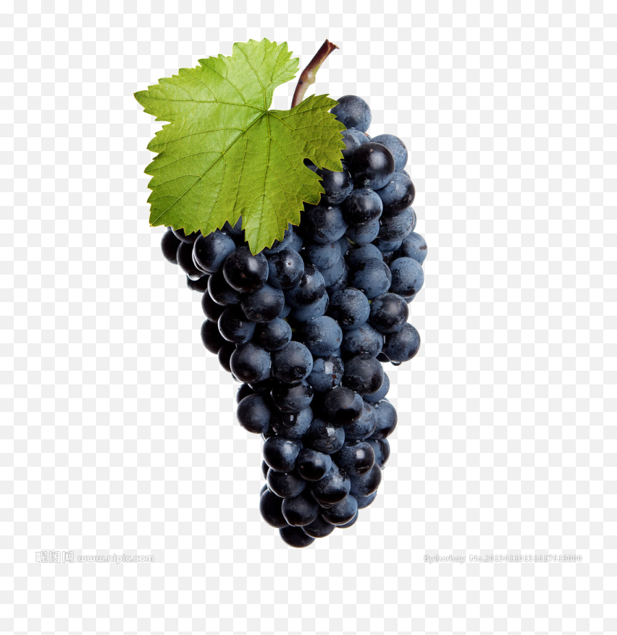Black Grapes Transparent Image Png Arts - Wine Grape Png,Grapes Transparent