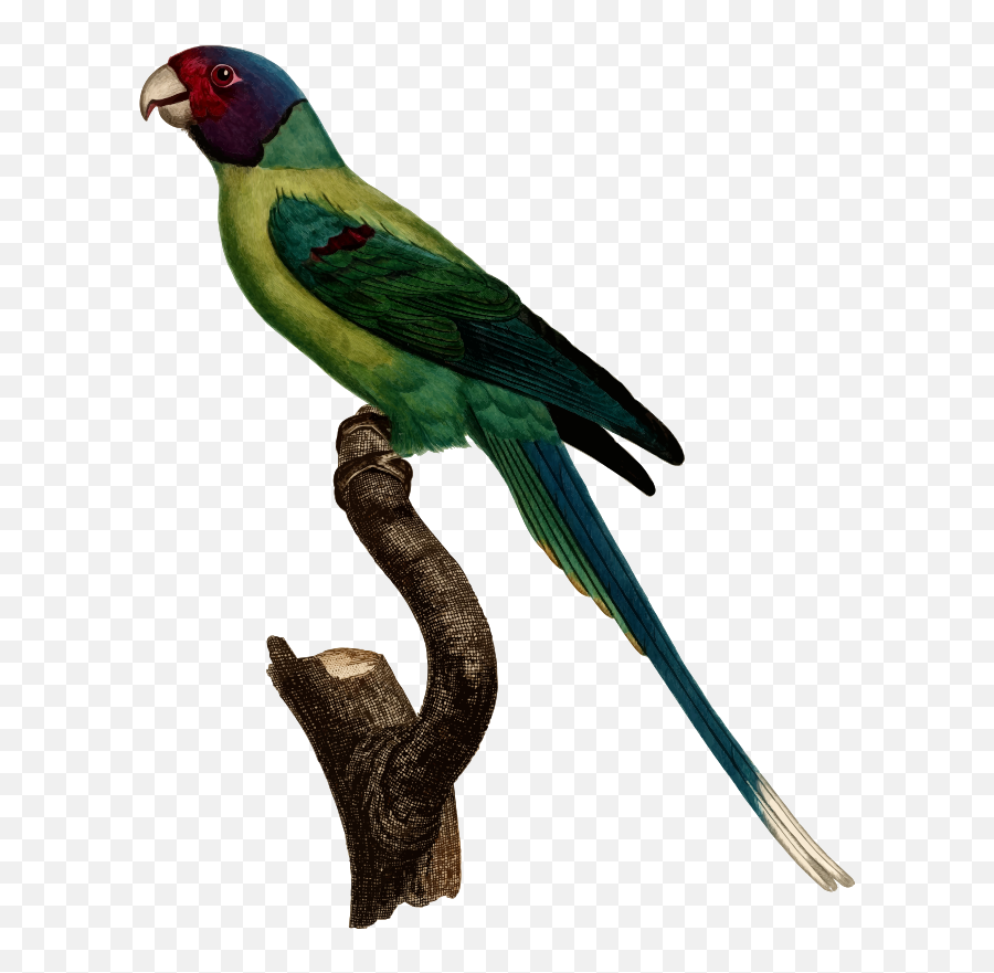 Parrot Clipart Quetzal Bird Picture 1831549 - Parrots Png,Quetzal Png