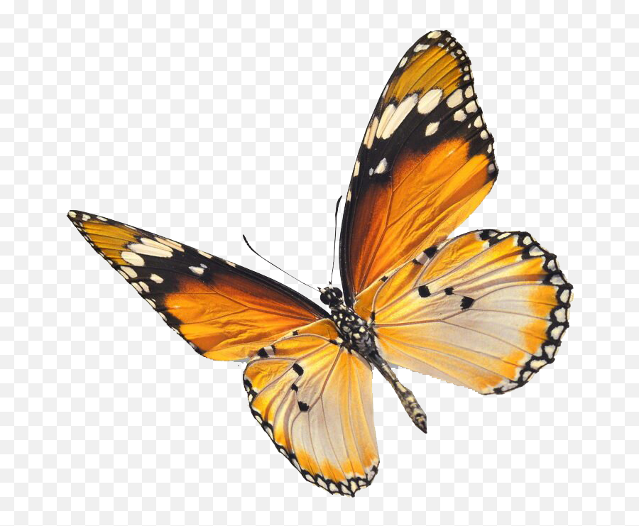 Flying Real Butterfly Png Picture Arts - Real Butterfly Png Transparent,Butterfly Flying Png