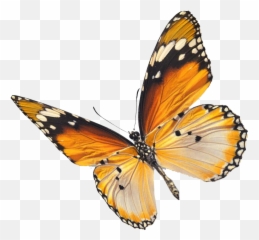 Flying Real Butterfly Png Picture Arts - Png Transparent