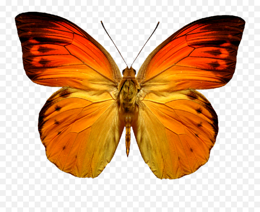 Butterfly Icon Clipart Web Icons Png - Butterfly Png Free Download,Butterfly Transparent