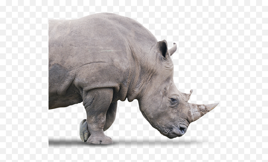 Rhino Truck Lube Centres - Lubrication Filtration Inspection Black Rhinoceros Png,Rhino Icon