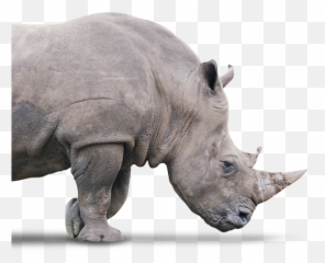 Rhino Truck Lube Centres - Lubrication Filtration Inspection Black Rhinoceros png