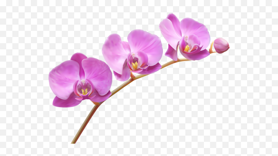 Orchid Flower Clipart Free Download - Orchids Png,Flower Clipart Transparent Background