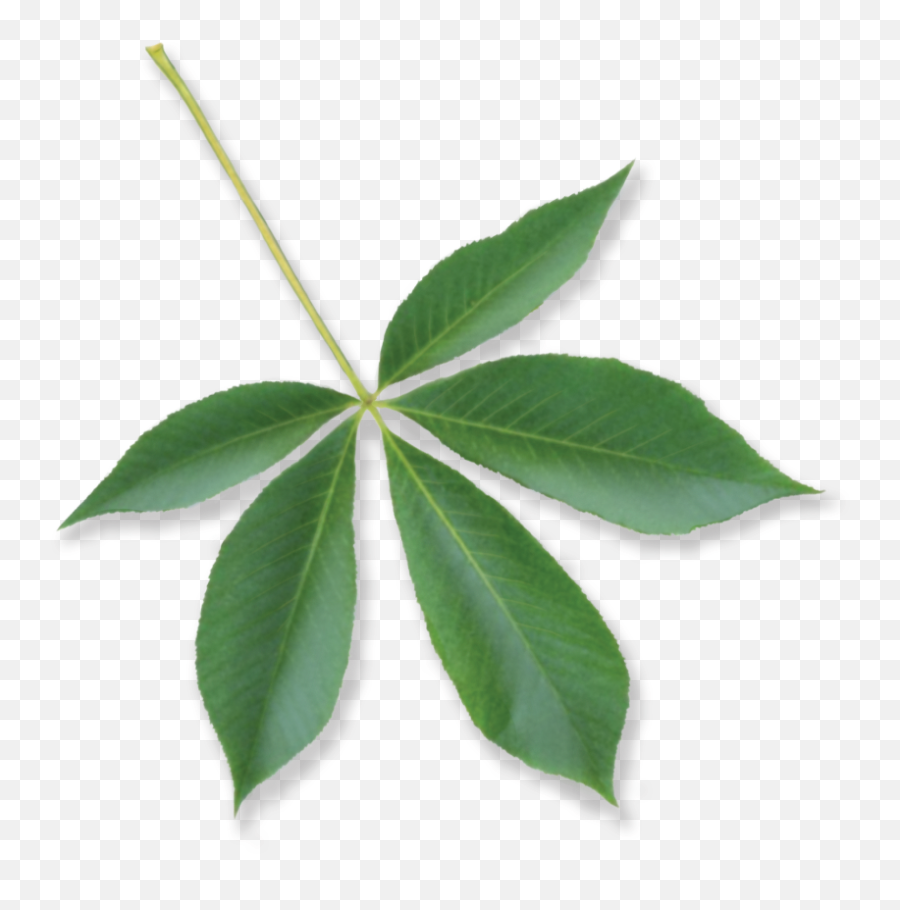 Under The Canopy Tree Guide Media Page - Cunoniaceae Png,Tree Canopy Png