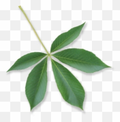 Under The Canopy Tree Guide Media Page - Cunoniaceae Png,Tree Canopy Png