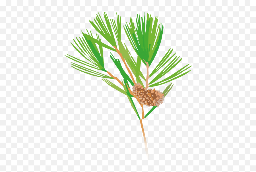 Casuarina Tree - Pond Pine Png,Pine Tree Logo