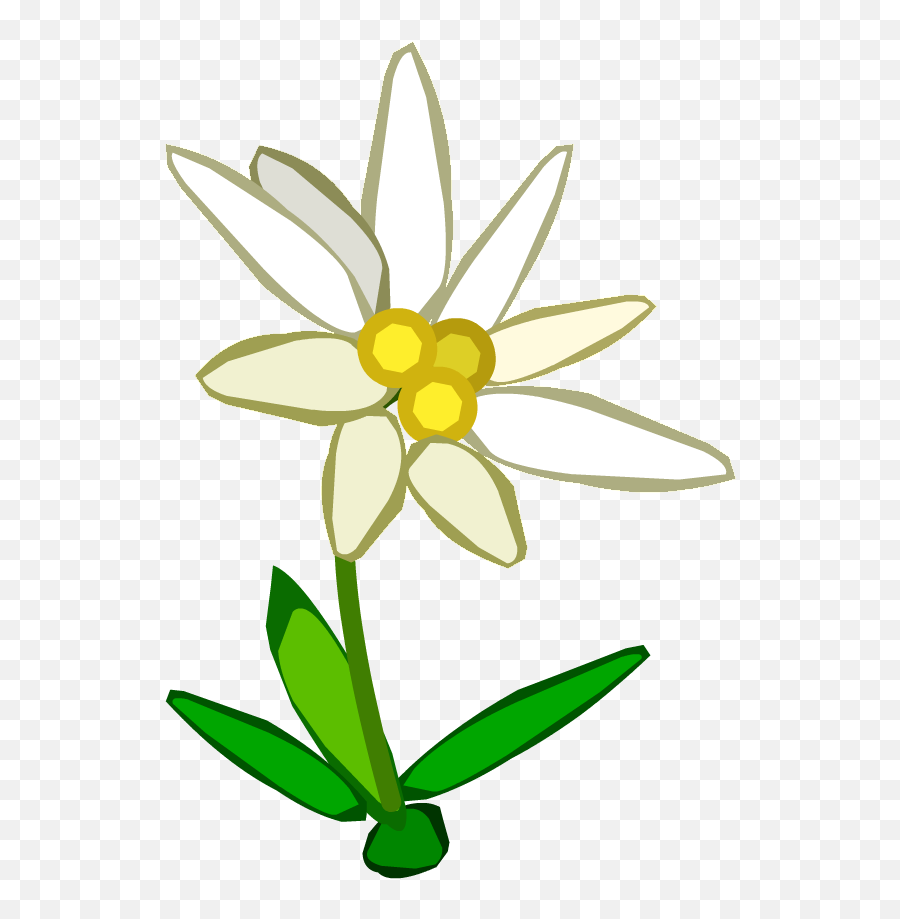 Edelweiss Flower Png Images Free Download - Edelweiss Flower Clip Art,Flower Cartoon Png