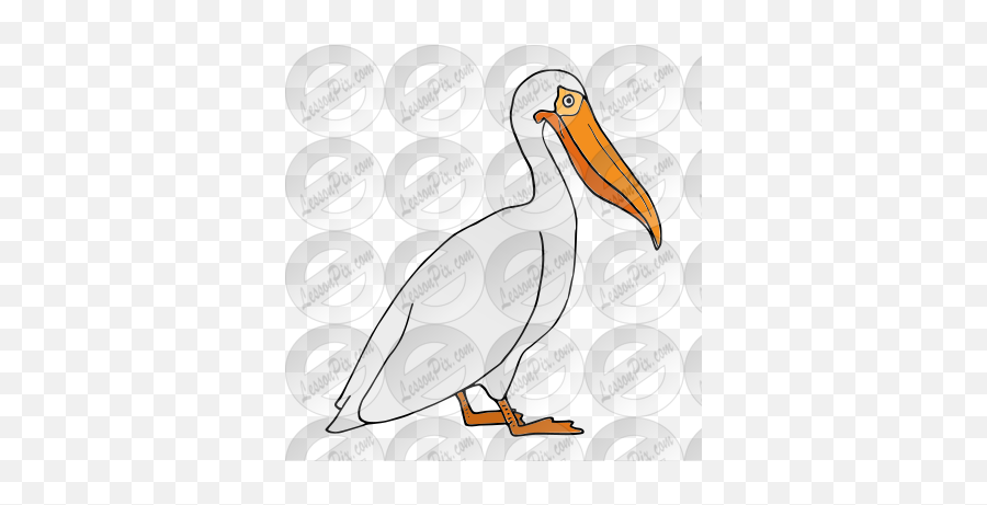 Lessonpix Mobile - White Pelican Png,Pelican Png