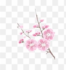 Cherry Blossom Png - Branch Clipart