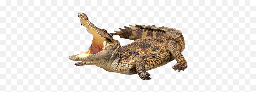 Crocodile Png Images - Crocodile Png,Crocodile Png