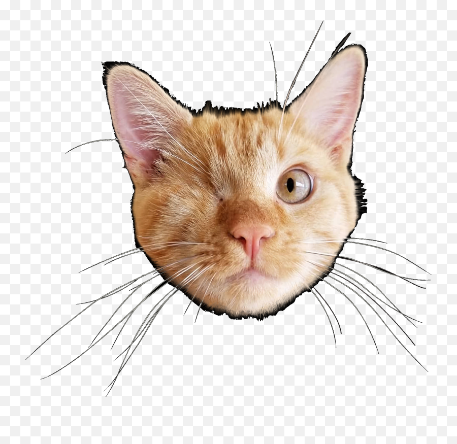 Specific Can You Crop This So It Is Just His Face With No - Transparent Cat Face Png,Cat Face Transparent Background