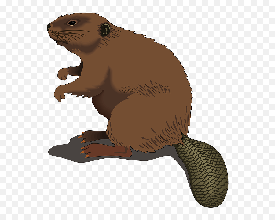 Groundhog Clipart Realistic Transparent - Clipart Of Beaver Png,Groundhog Png