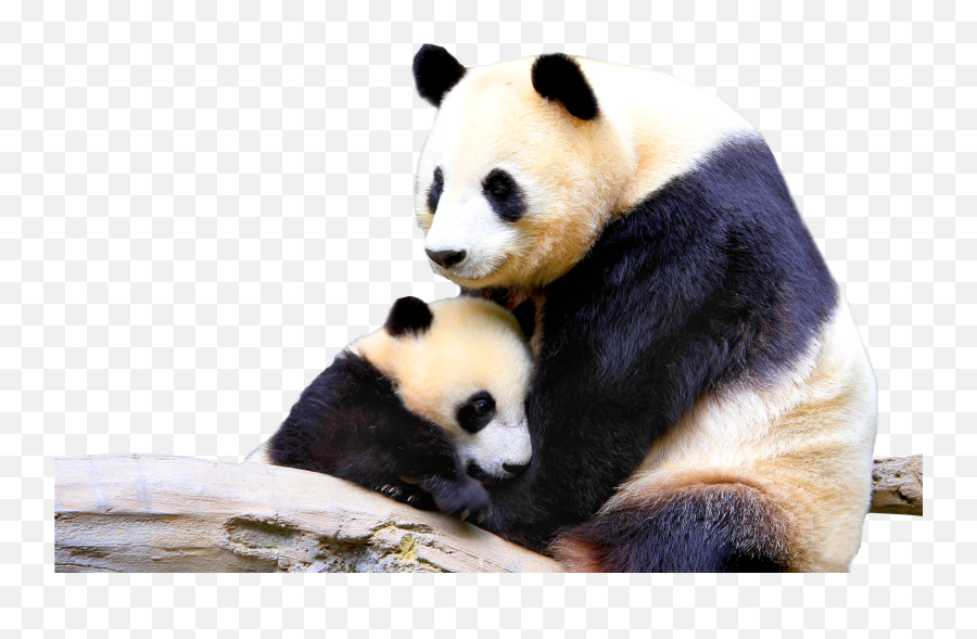 Download Panda Png Image For Free - Beautiful Panda Pictures Download,Bear Transparent Background