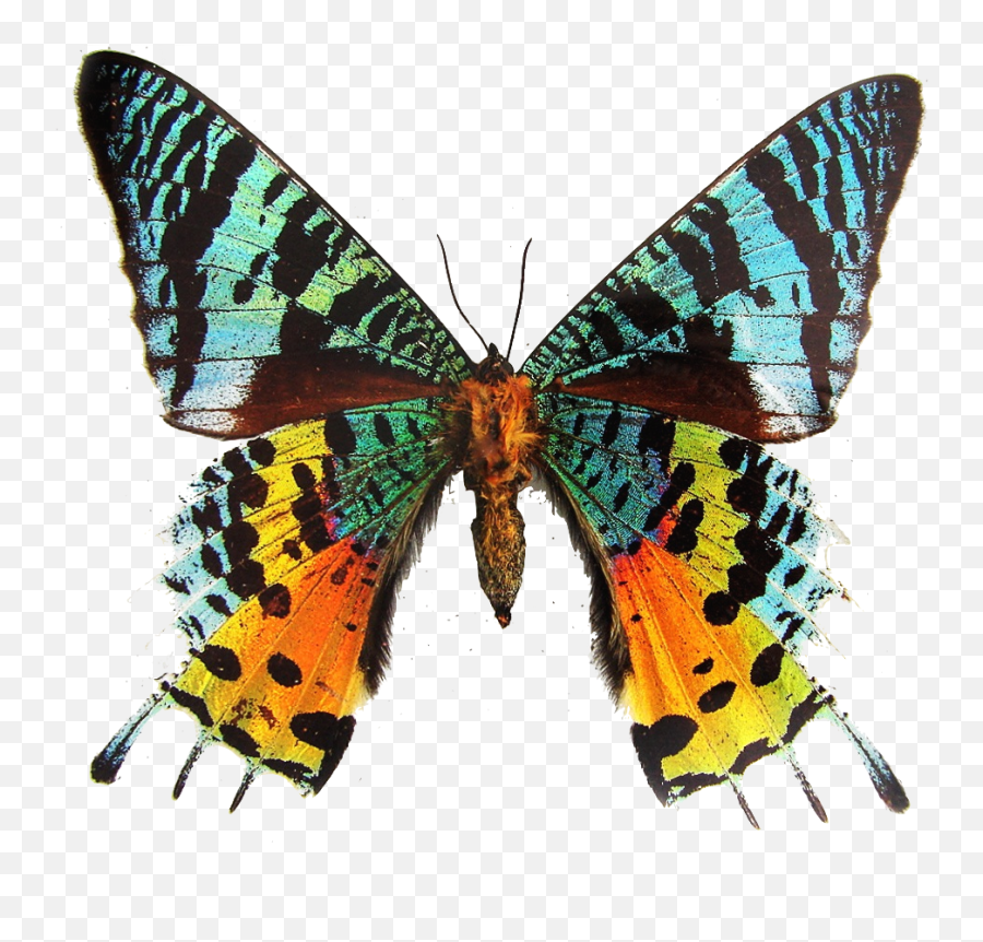 Butterfly - Beautiful Butterfly Wings Png,Real Butterfly Png