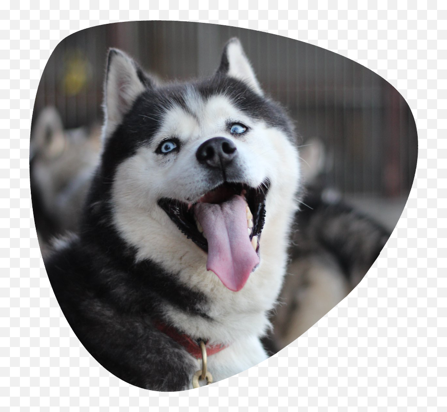 Siberian Husky Sled Dog - Dog Yawns Png,Husky Transparent