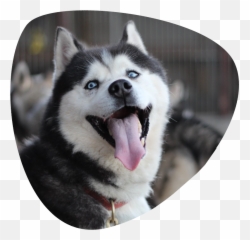 Siberian Husky Sled Dog - Dog Yawns Png,Husky Transparent