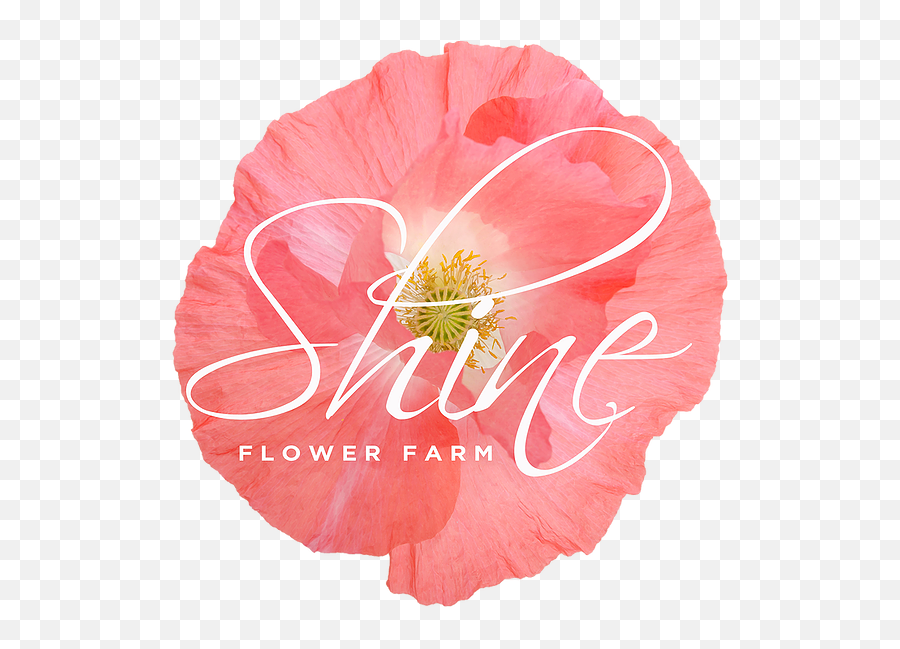 Welcome Shine - Flowerfarm Anthurium Png,Flower Design Png