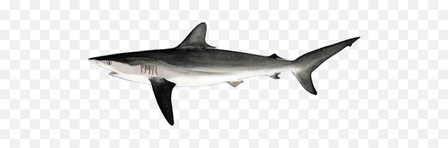 Download Fao - Bronze Hammerhead Shark Png,Hammerhead Shark Png