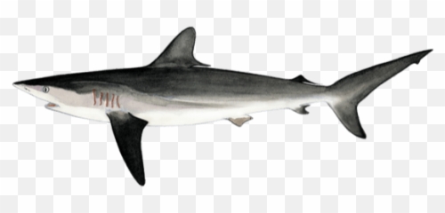 Download Fao - Bronze Hammerhead Shark Png,Hammerhead Shark Png