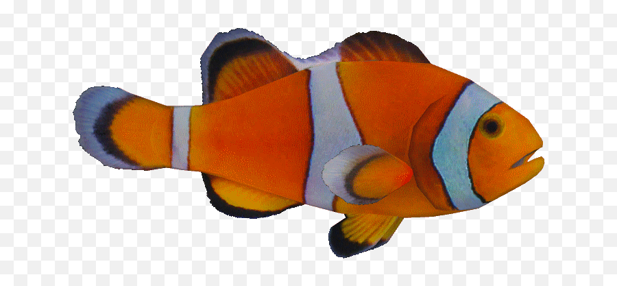 Clown Fish Png Transparent - Ocellaris Clownfish Png,Clownfish Png