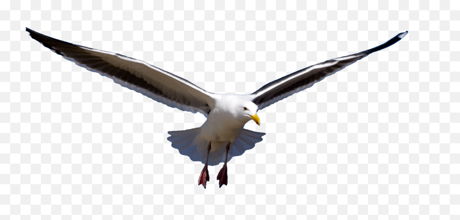 Flying Gull Bird Png Transparent Picture Free 5 - Free Bird Flying In River Png,Flying Birds Png