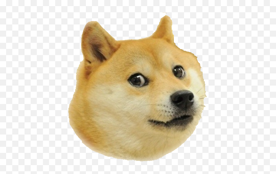 Download Doge Face - Doge Much Wow Png,Doge Face Png